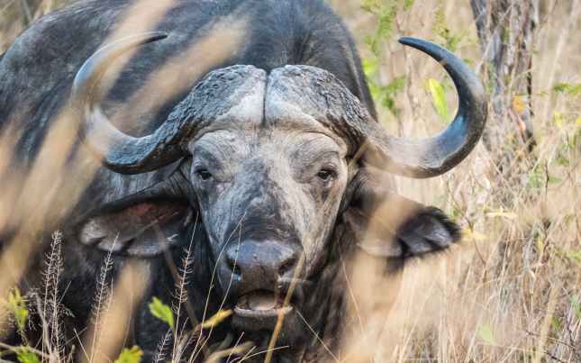 closeup photo of black buffalo